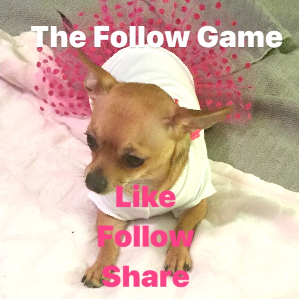 Pup Luv Follow Game - Picture 1 of 1